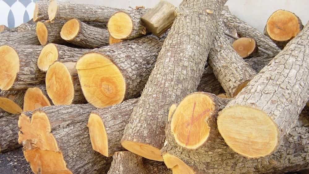 قیمت چوب جنگلی برای نجاری در تهران