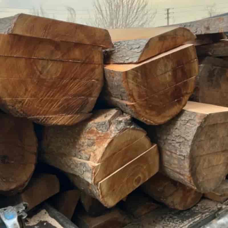 تنه چوب چنار خیس قد ۲۲۰