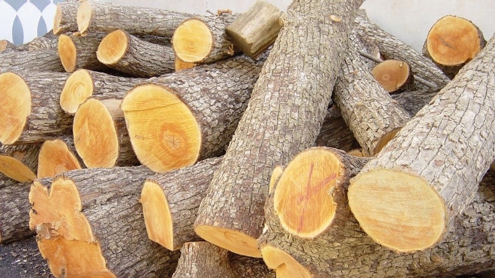 قیمت چوب جنگلی برای نجاری در تهران قیمت چوب جنگلی برای نجاری در تهران